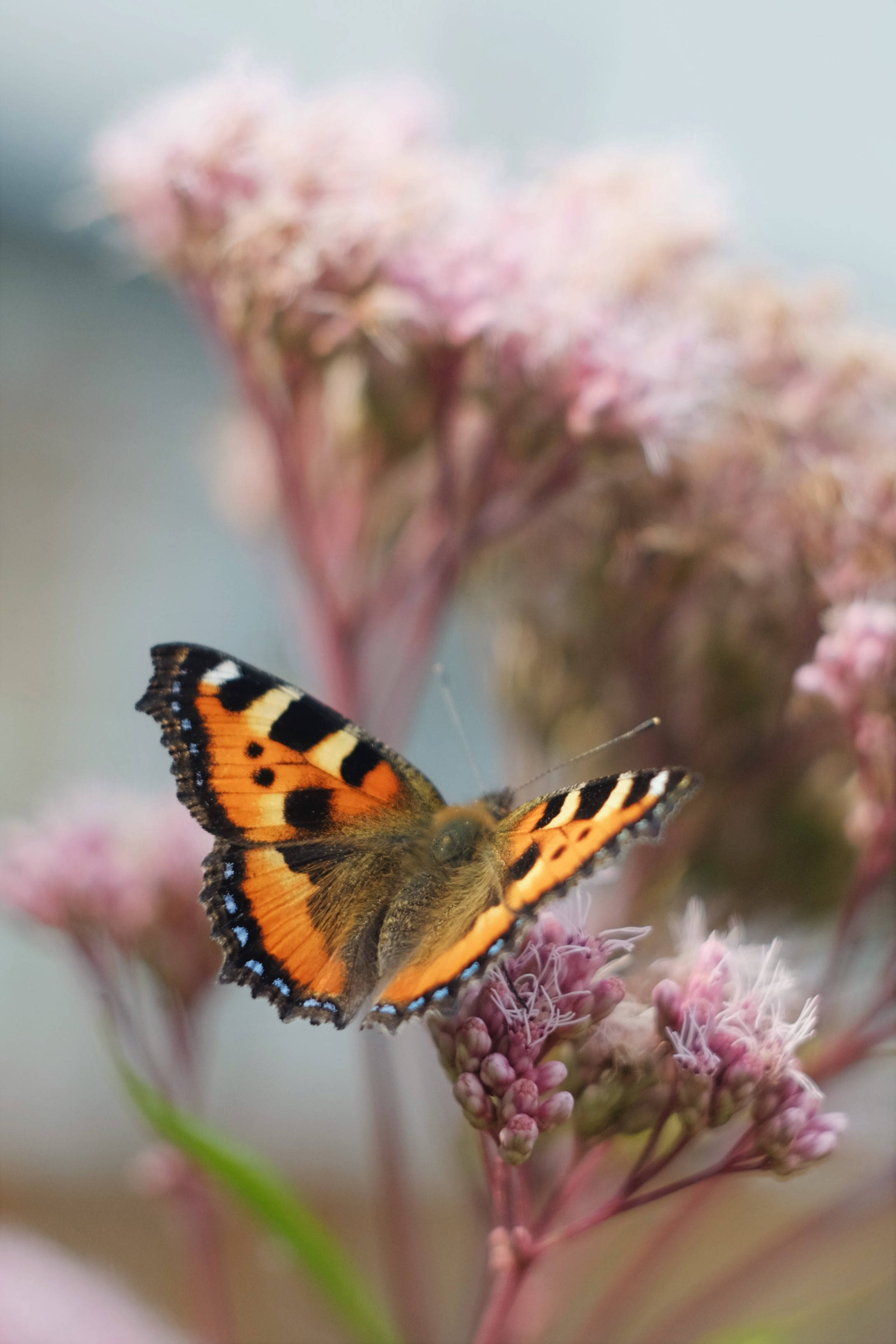 Mariposa Pequeña Tortoiseshell Estética Fondos de pantalla