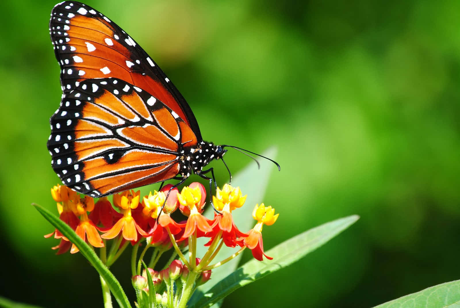 Mariposa para Escritorio