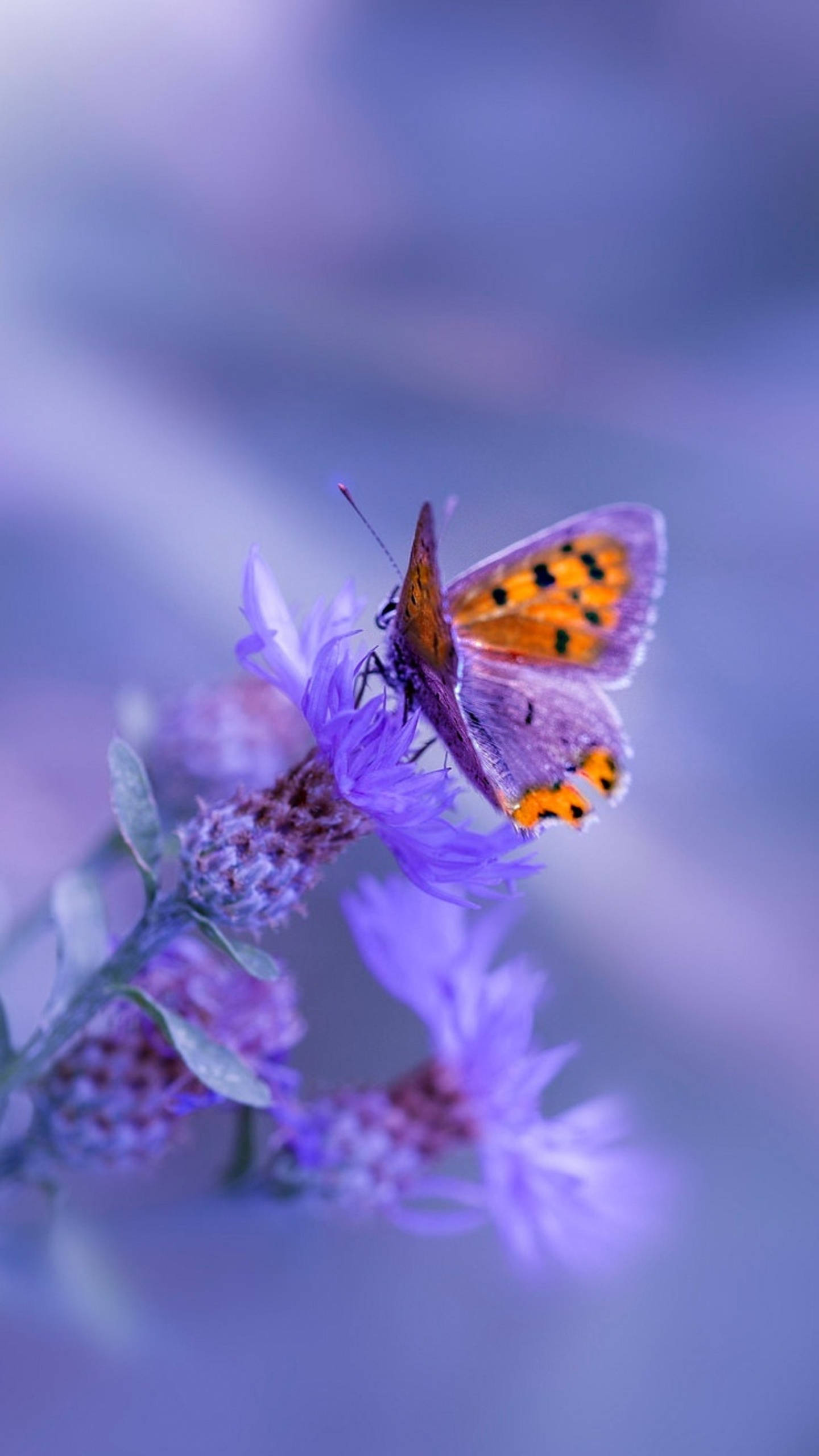 Mariposa Púrpura Samsung Galaxy 4K Fondos de pantalla