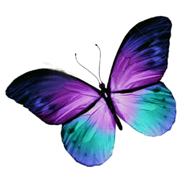 Mariposa Púrpura Vibrante Fondos de pantalla