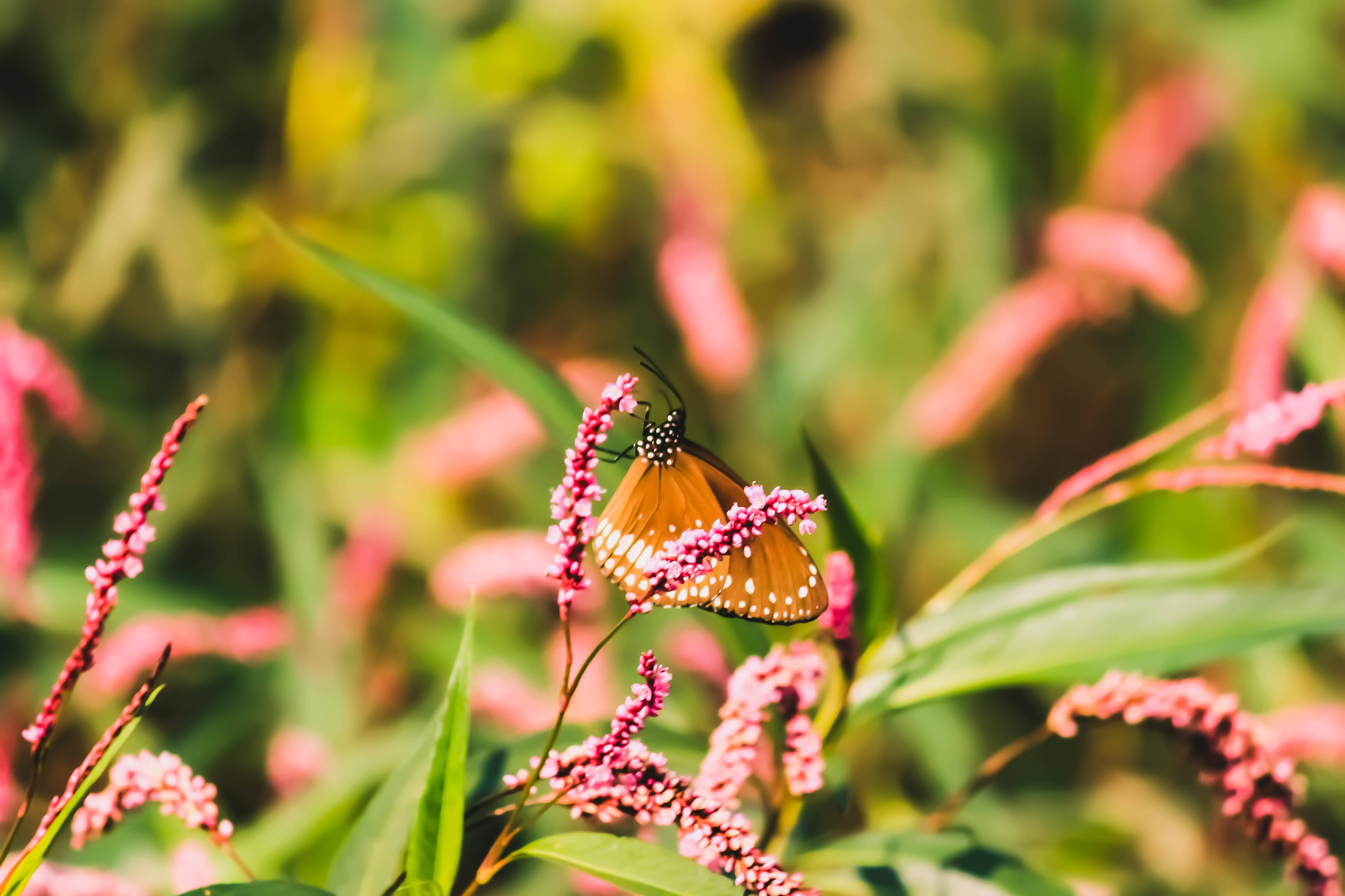 Mariposa Reina Estética Fondos de pantalla
