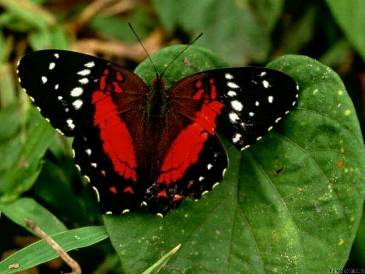 Mariposa Roja en Hoja Fondos de pantalla