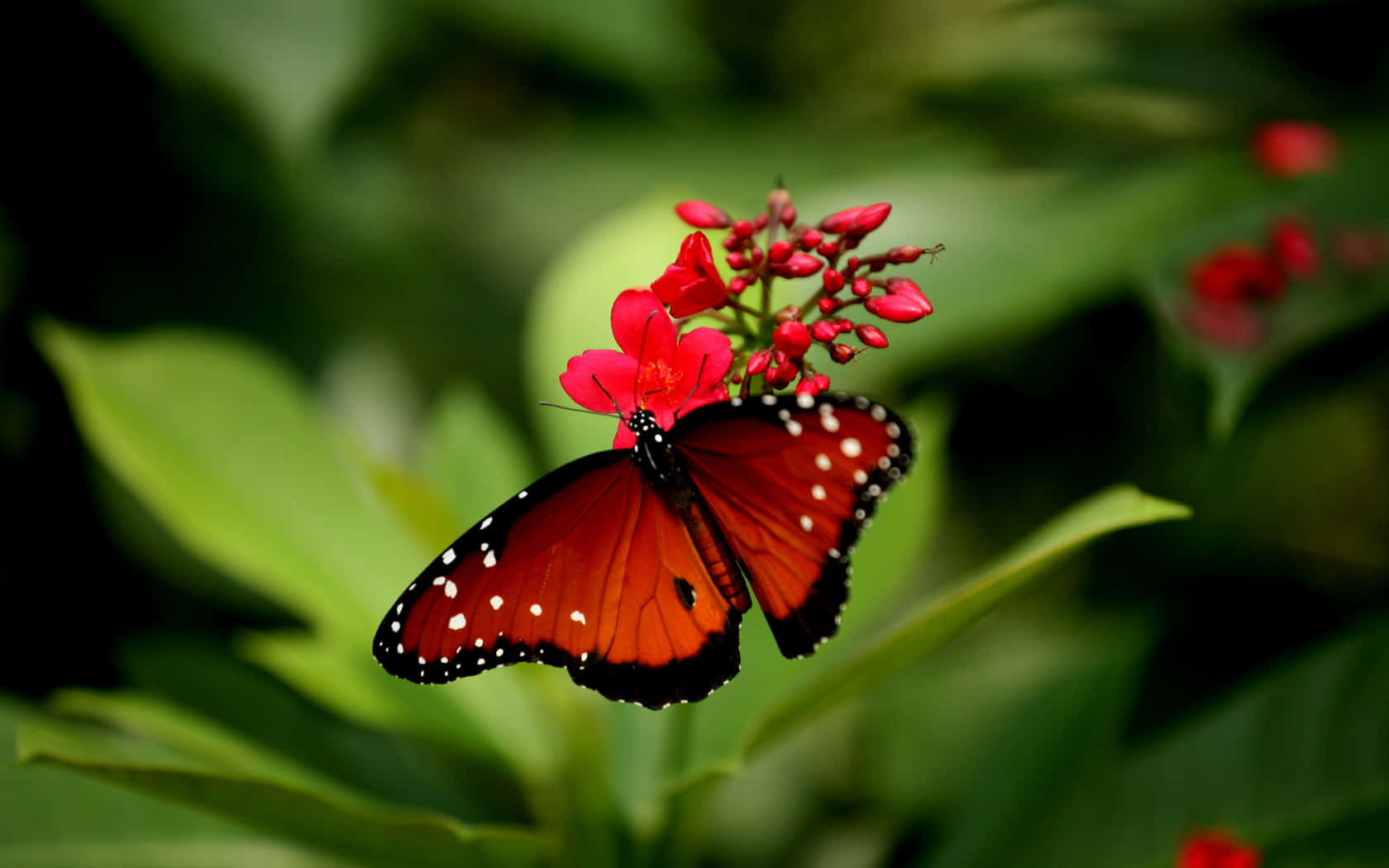 Mariposa Roja Sobre Flor Fondos de pantalla