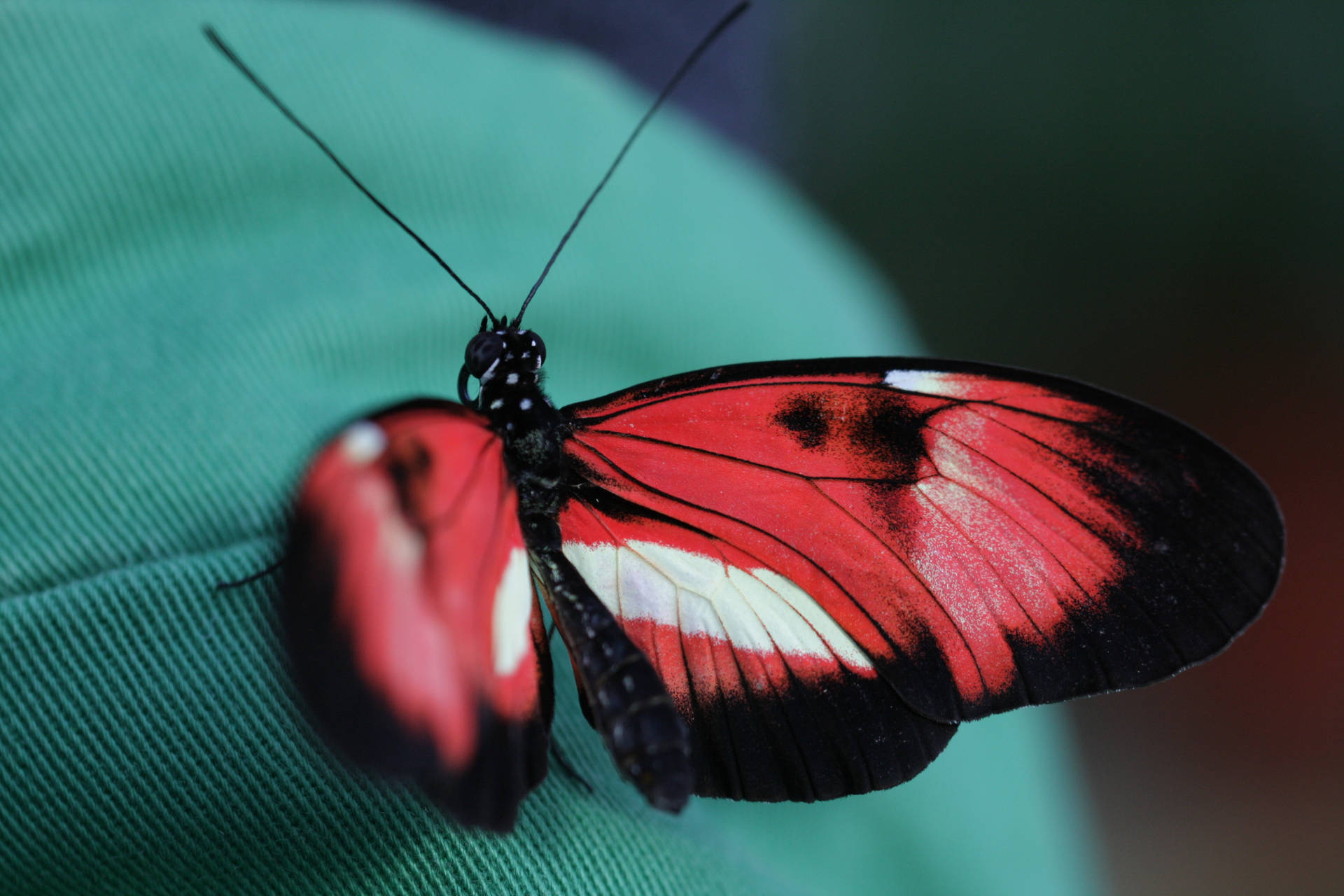 Fondo de pantalla de mariposa roja y negra con manchas blancas posada sobre la espalda de una persona.