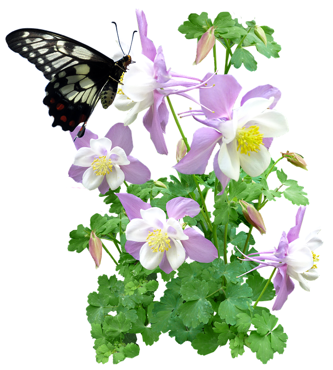 Mariposa sobre flores de Columbina Fondos de pantalla