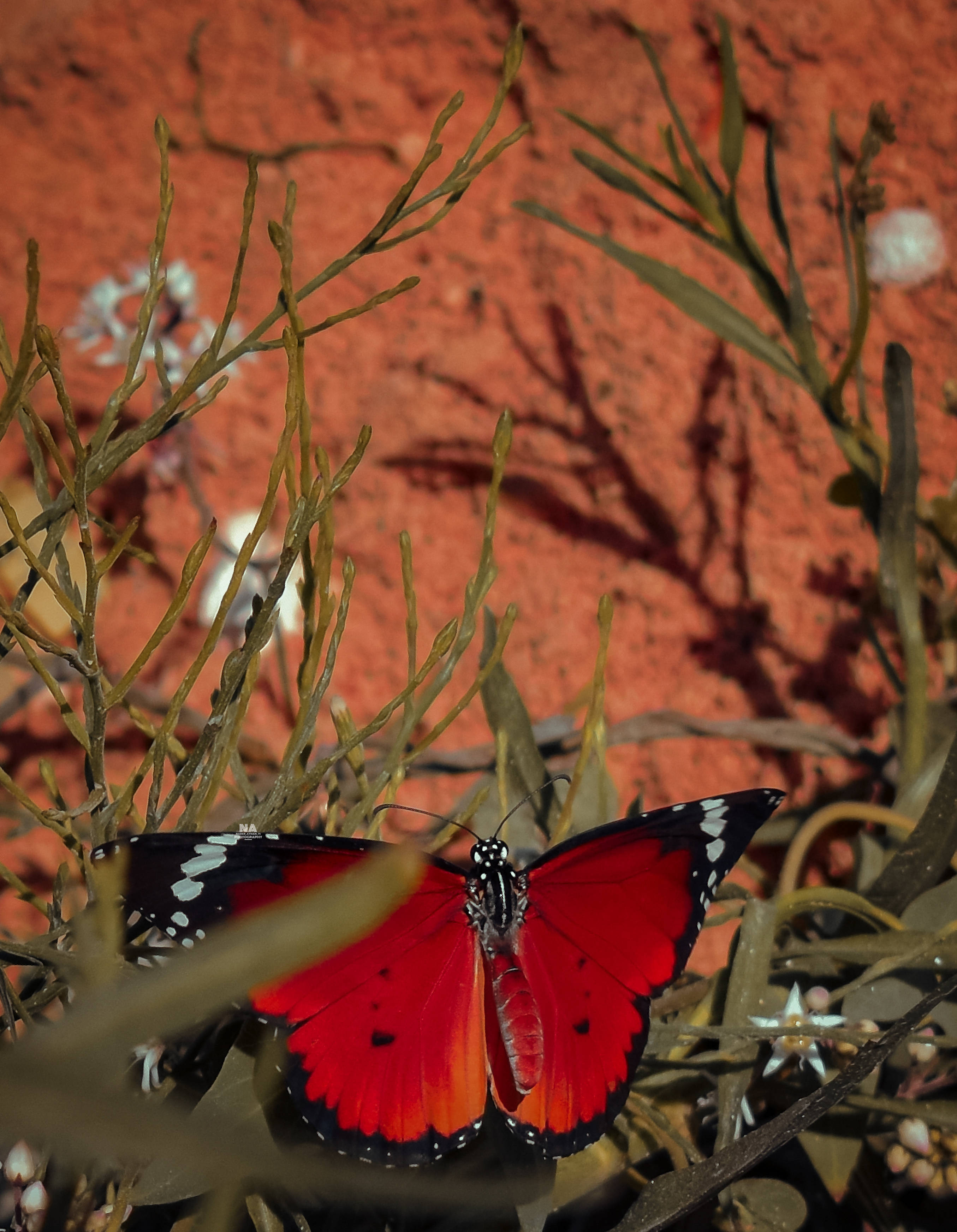 Mariposa tigre naranja estética Fondos de pantalla