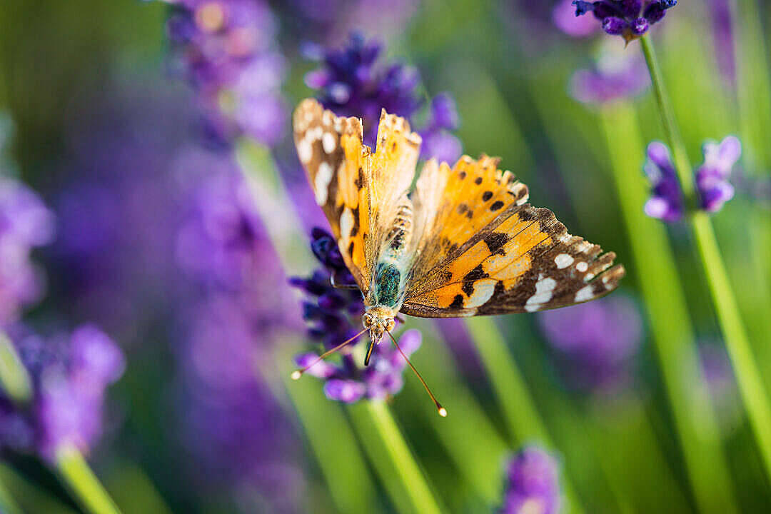 Mariposa Vanesa de los Cardos Estética Fondos de pantalla