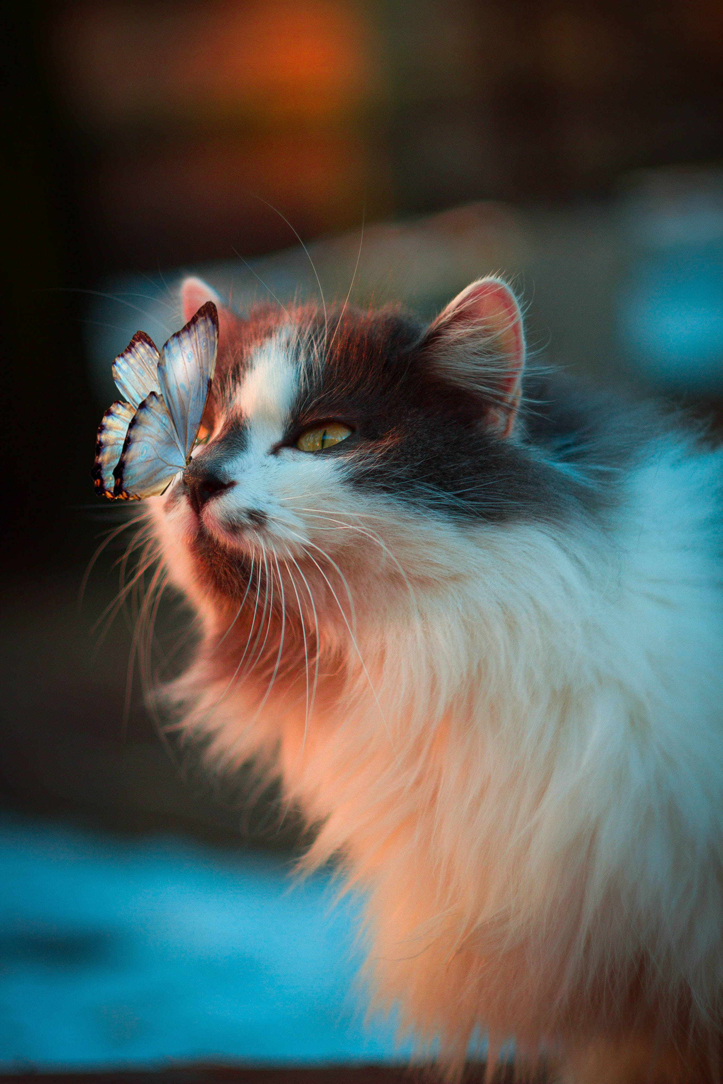 Mariposa y Gato Bosque Noruego PFP Fondos de pantalla