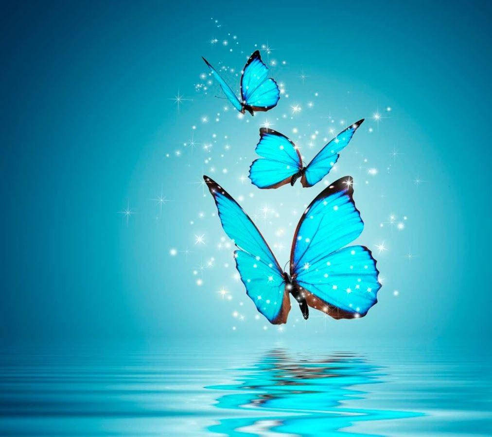 Mariposas Brillantes para WhatsApp DP