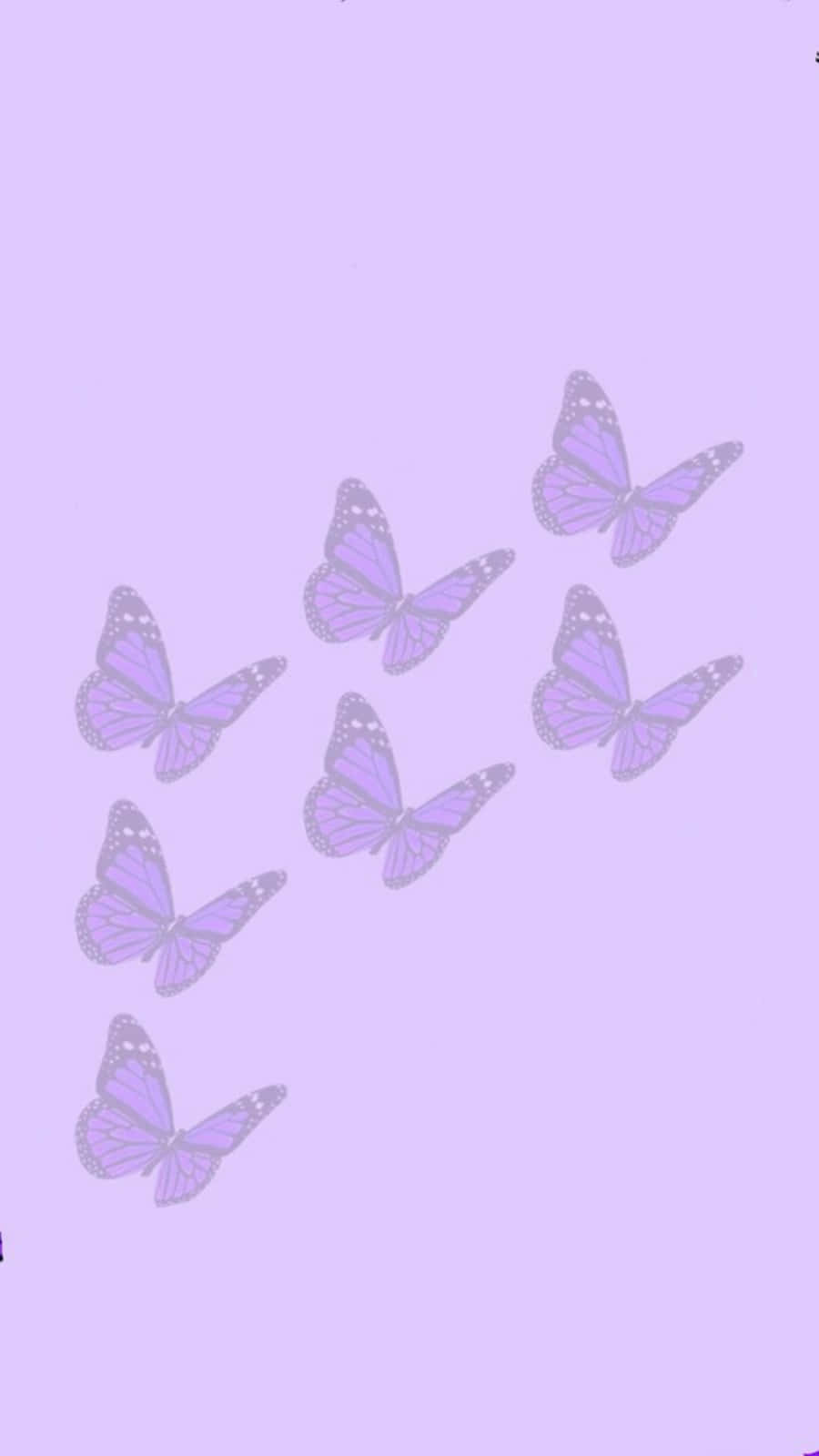 Mariposas lila claro adorables Fondos de pantalla