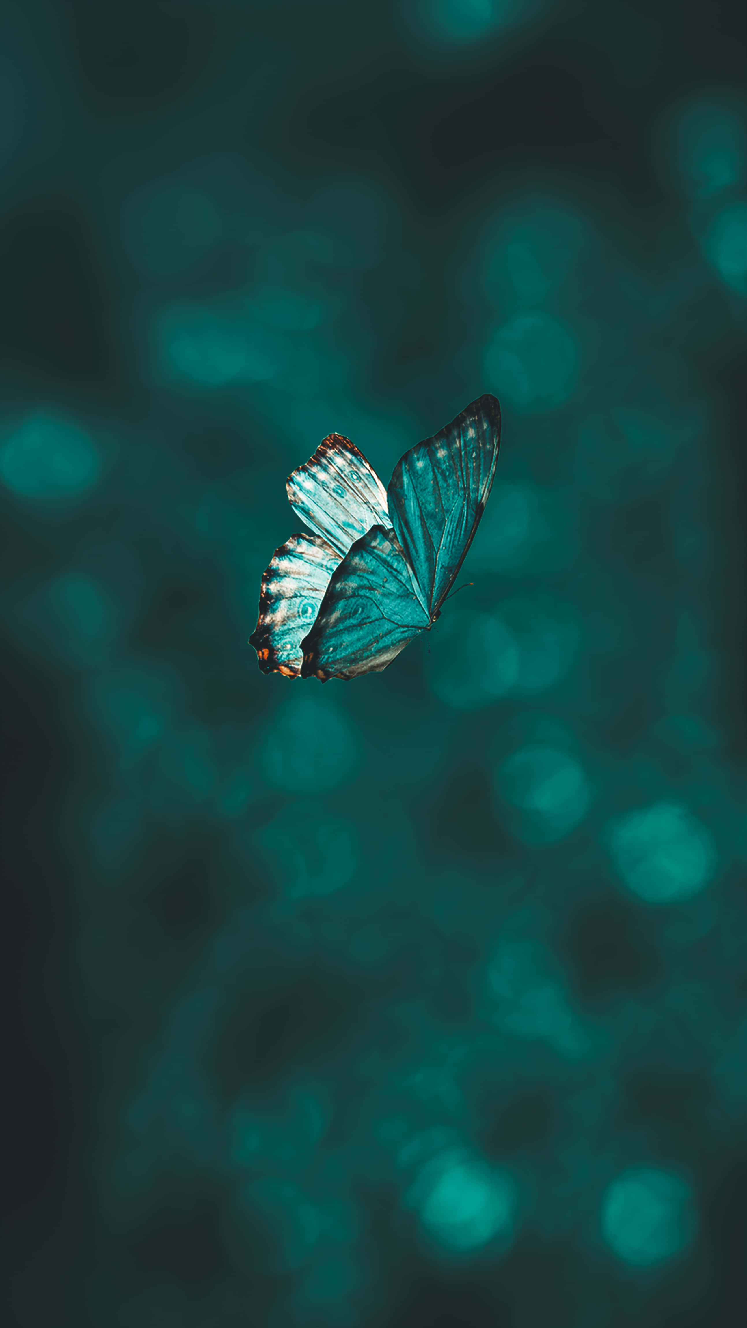 Mariposas Majestuosas en una Estética de Ensueño Fondos de pantalla