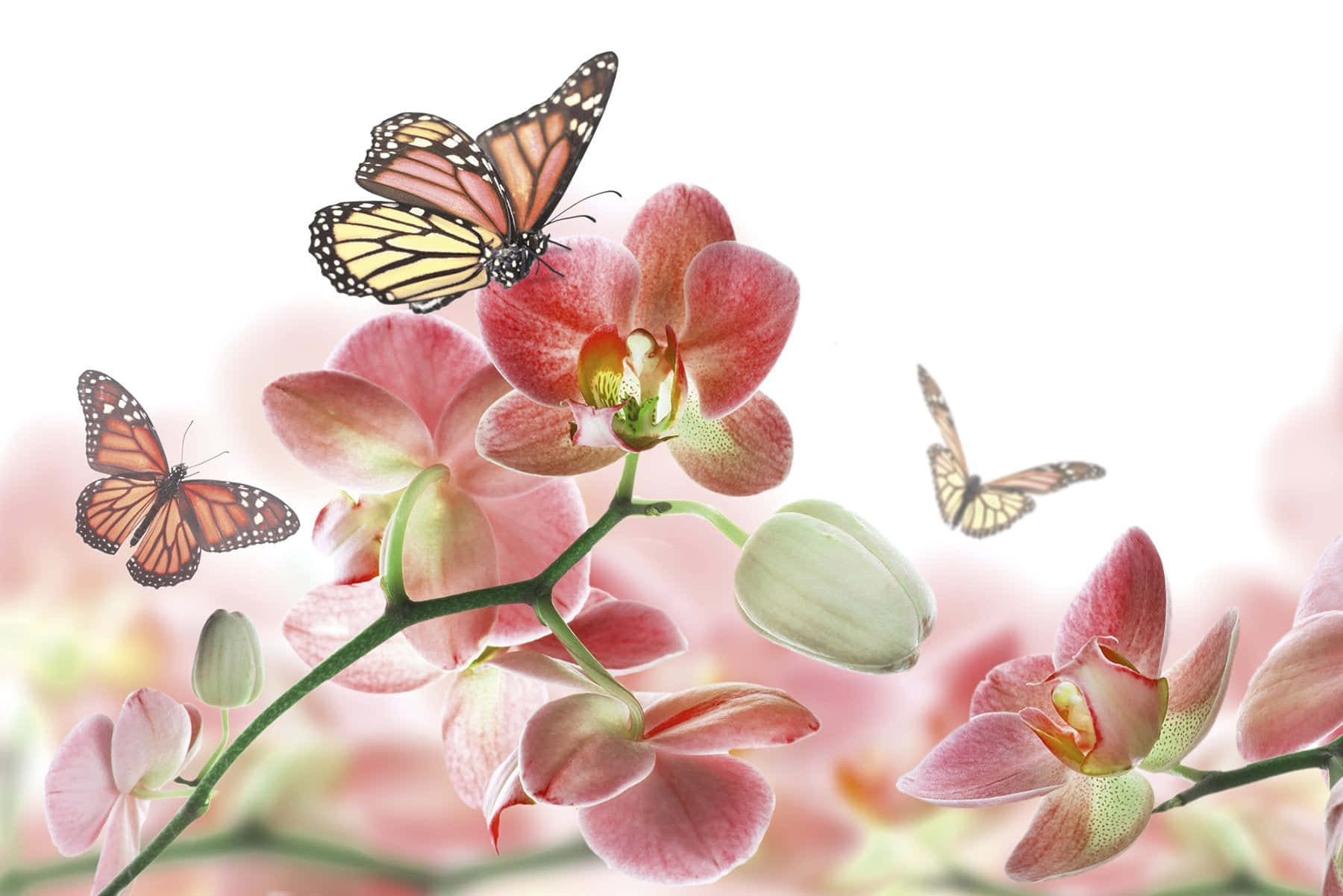 Mariposas Monarca en Orquídeas Rosas Fondos de pantalla