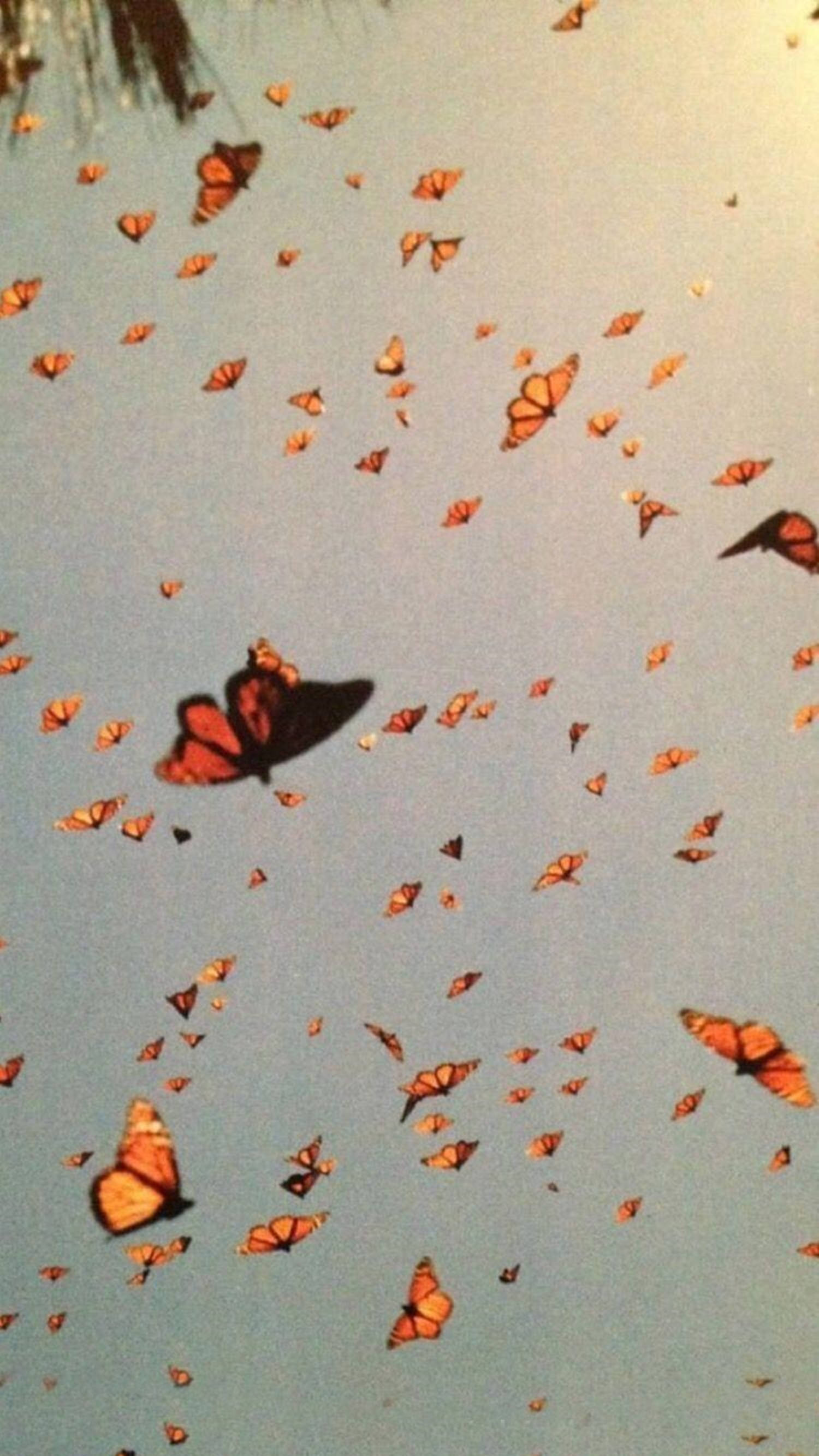 Mariposas Monarca Estética VSCO Fondos de pantalla