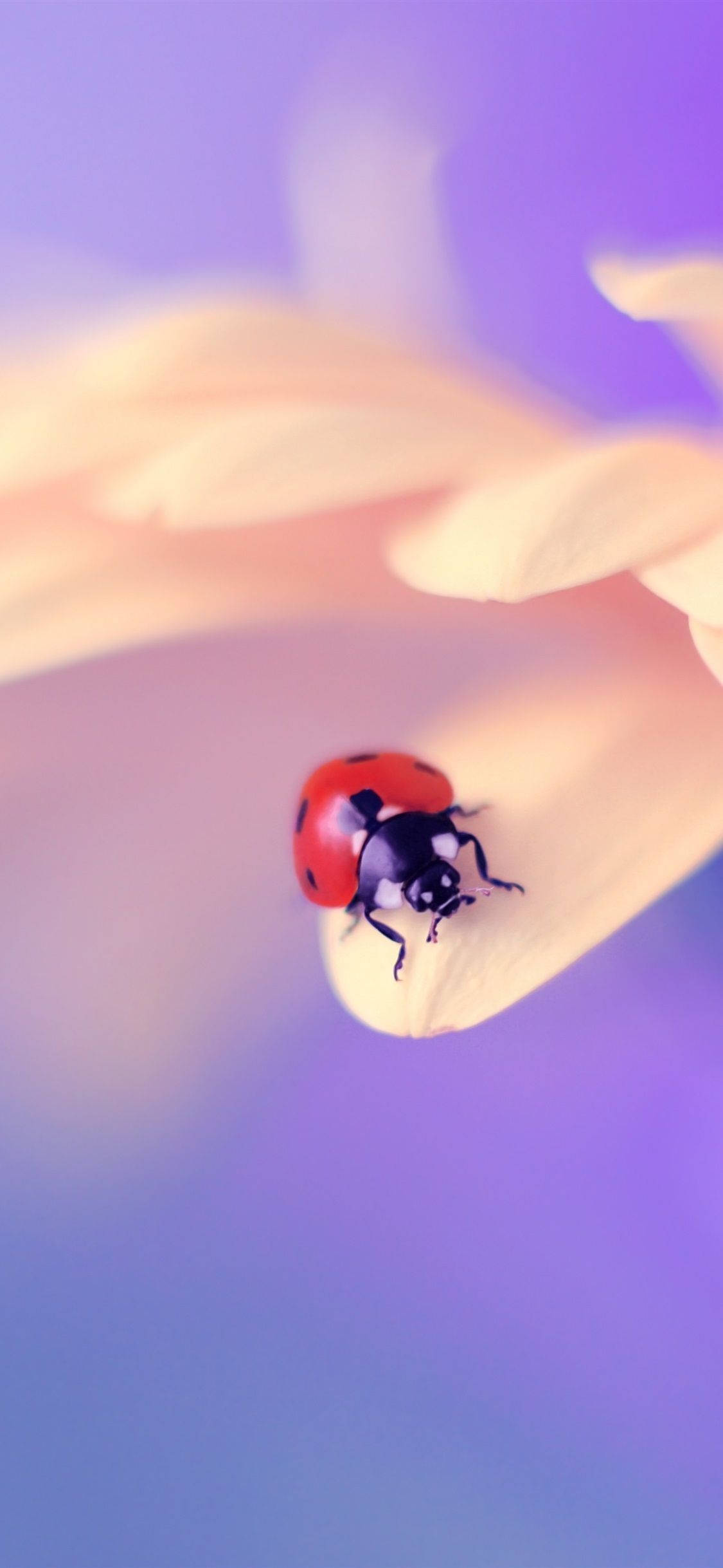 Mariquita en una flor Fondos de pantalla