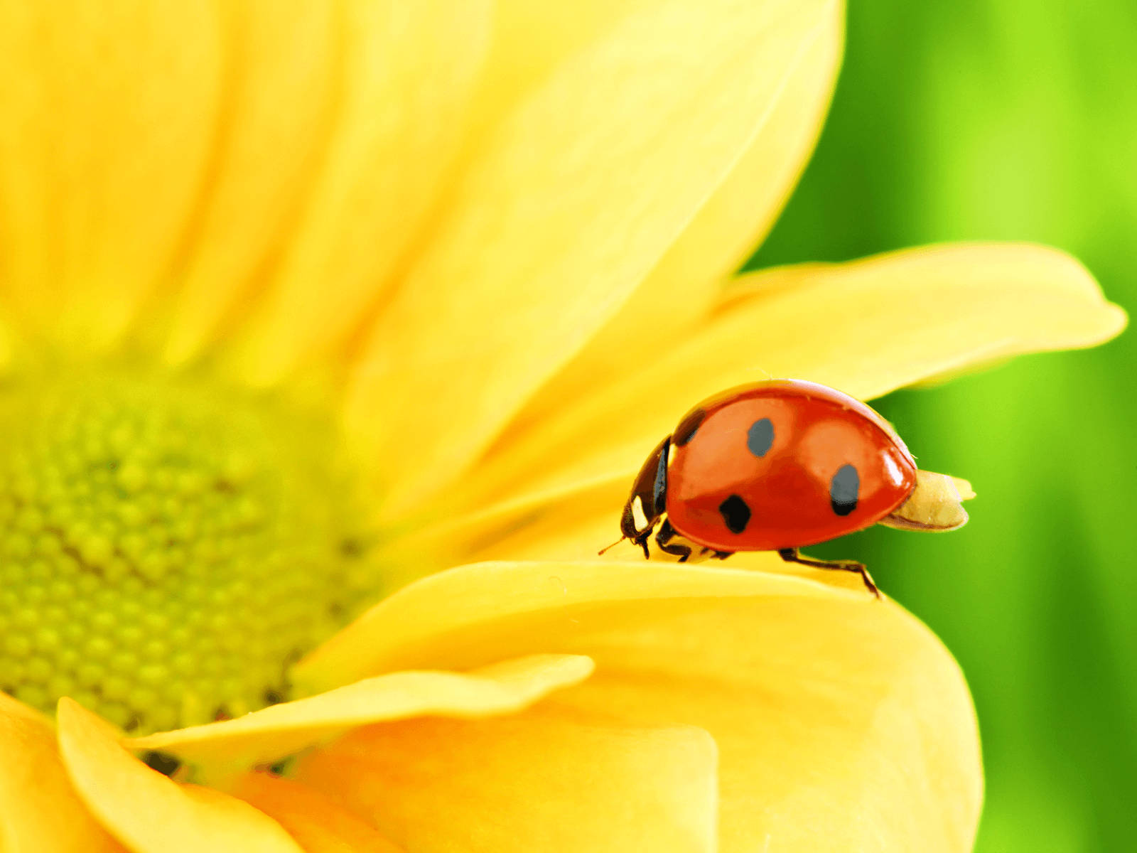 Mariquita y un girasol Fondos de pantalla