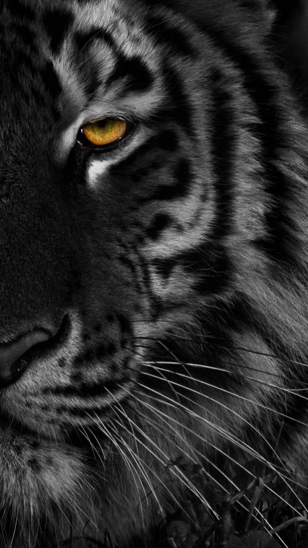 Media Cara de Tigre Negro Fondos de pantalla