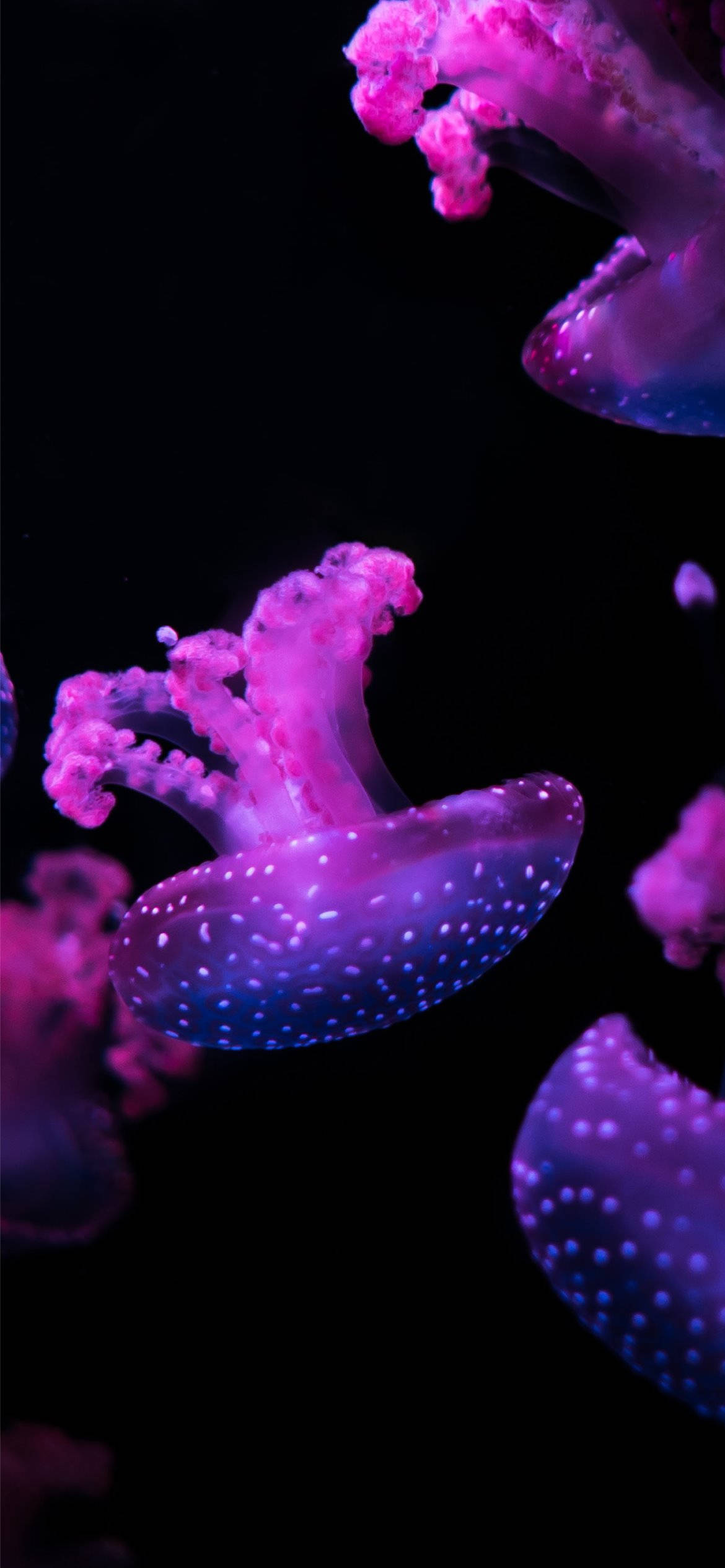 Medusa Estética Púrpura para Teléfono Fondos de pantalla