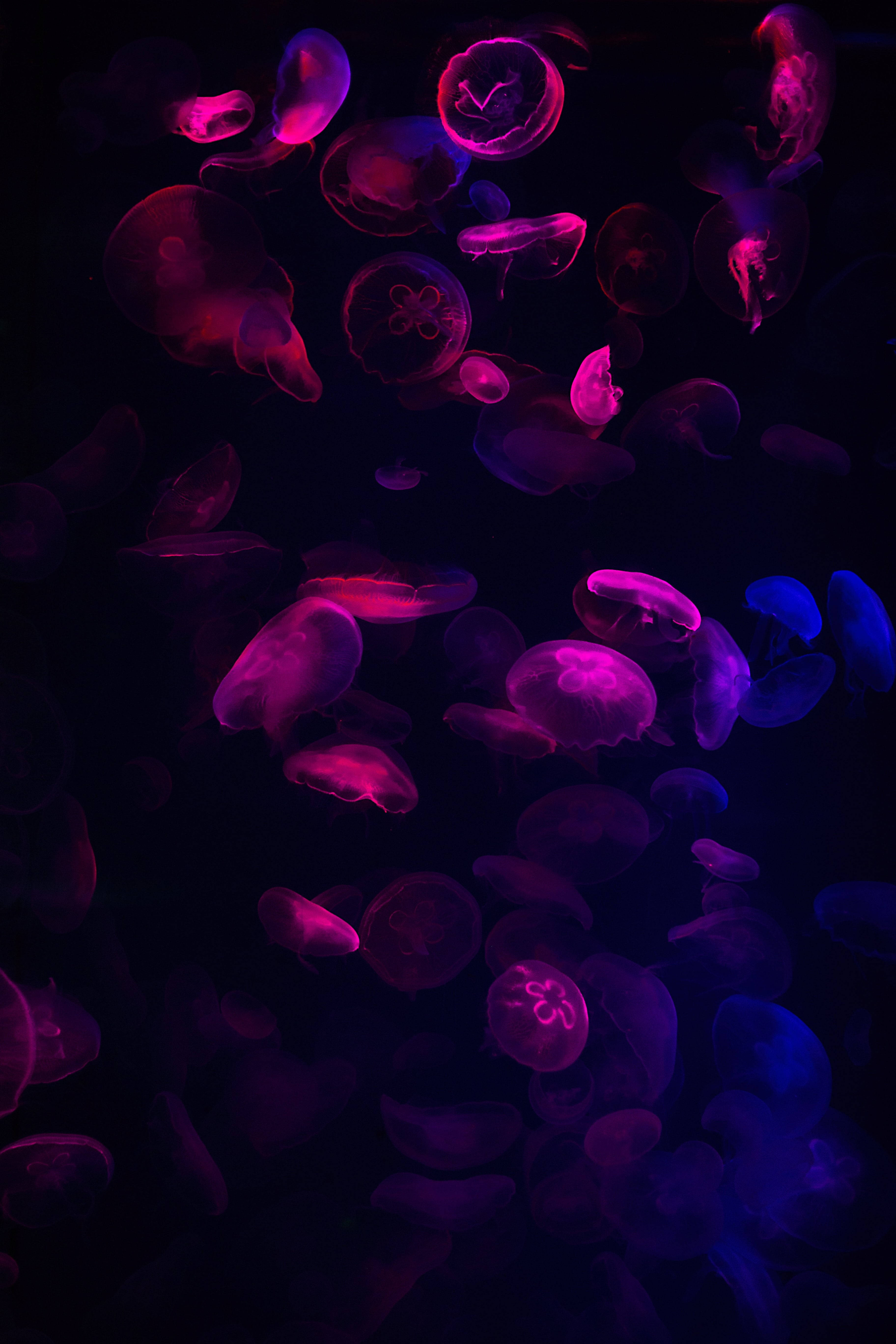 Medusa rosa neón oscura Fondos de pantalla