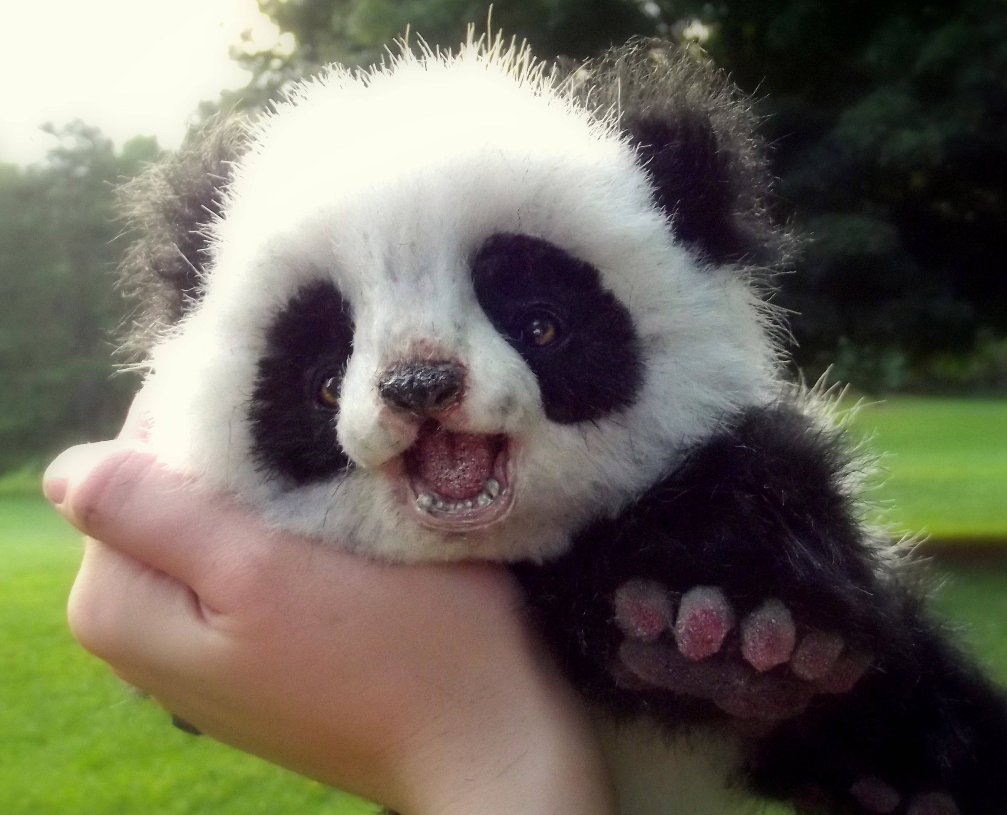 Mejilla Apretada de Bebé Panda Fondos de pantalla