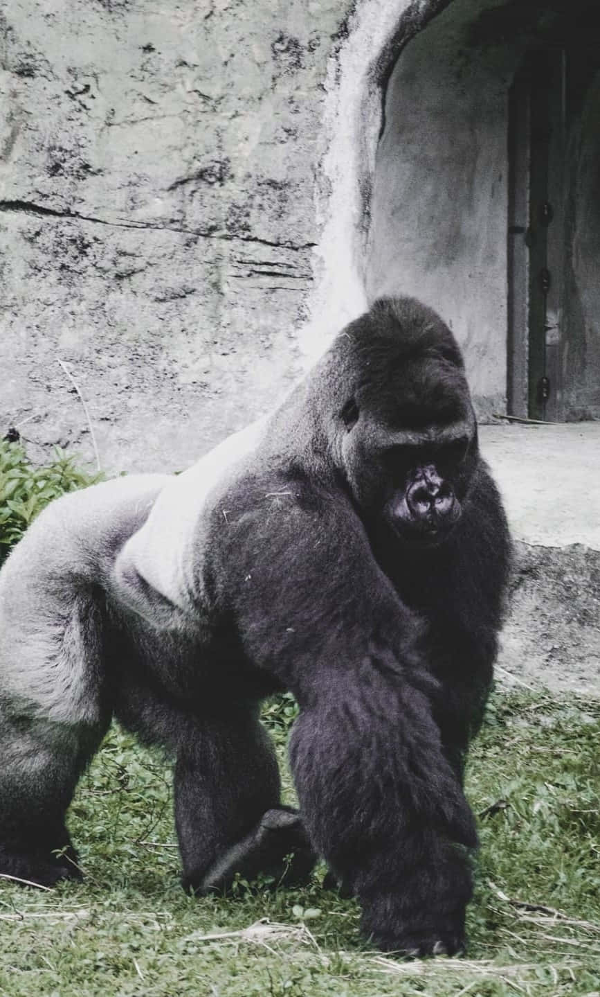 Mejor Gorila Contra Fondo de Concreto Fondos de pantalla