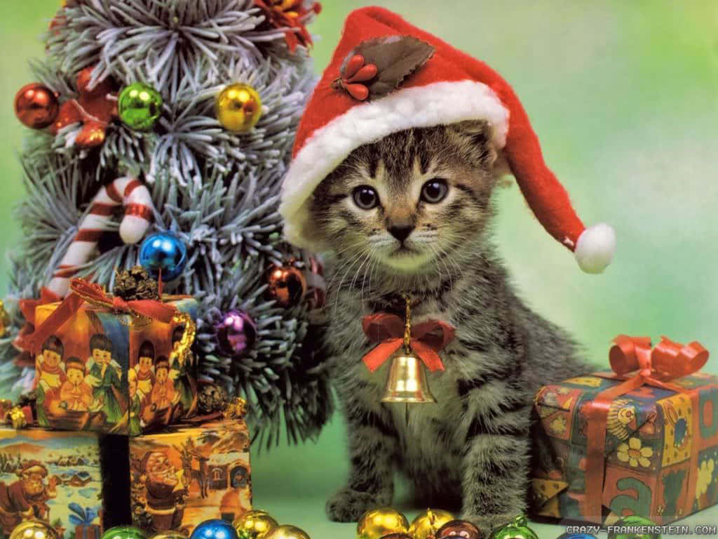 Mejor Imagen de Gato Navideño Fondos de pantalla