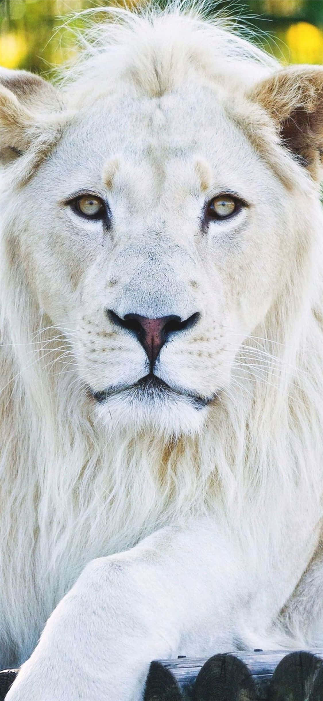 Mejora la experiencia de tu teléfono con estos fondos de pantalla de animales para iPhone Fondos de pantalla