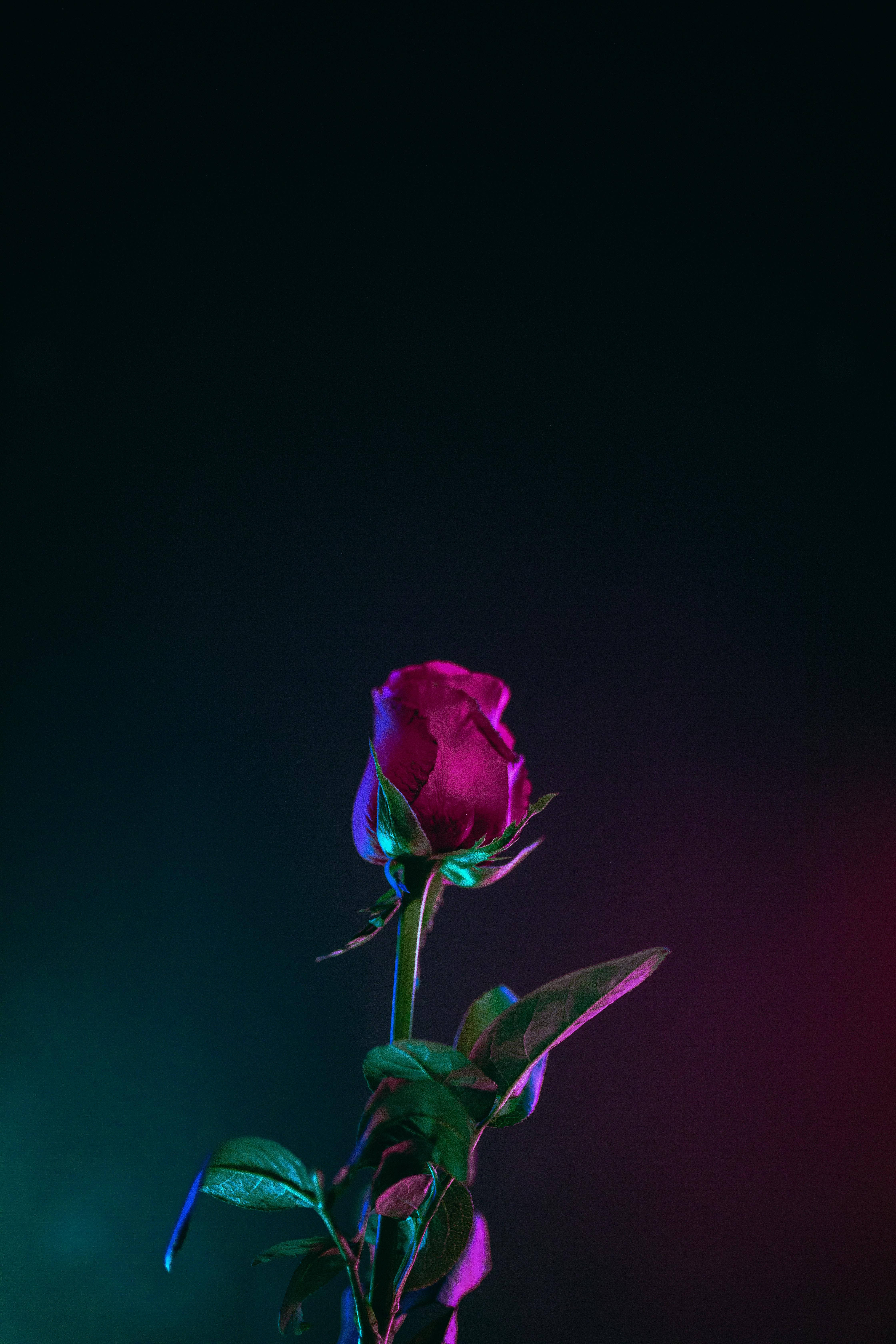 Mejores luces neón rosa OLED Fondos de pantalla