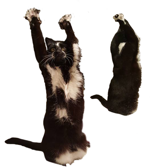 Meme de Gato Bailarín y Tejón de la Miel Fondos de pantalla