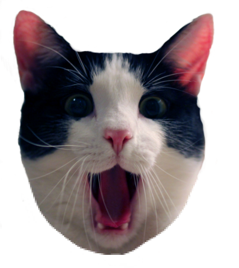 Meme de Gato Blanco y Negro Sorprendido Fondos de pantalla