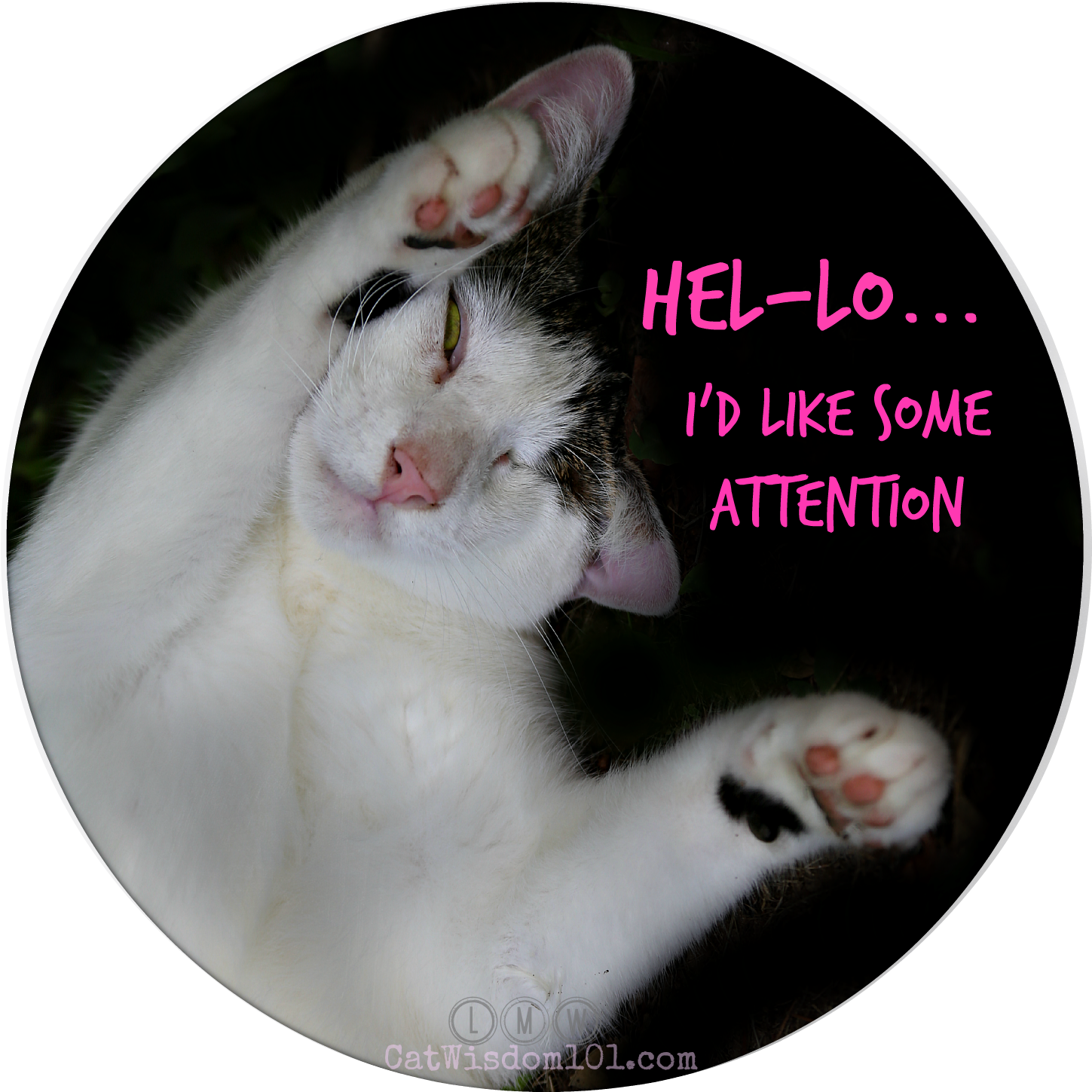Meme de Gato Buscando Atención Fondos de pantalla