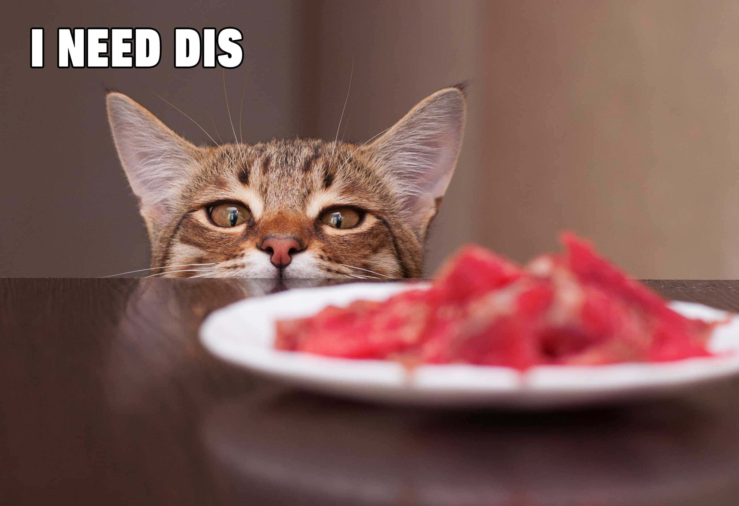 Meme de gato divertido mirando comida Fondos de pantalla