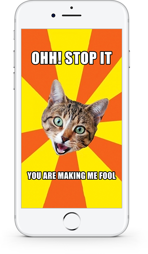 Meme de Gato Ohh Ya Basta Me Estás Haciendo Quedar Como Tonto Fondos de pantalla