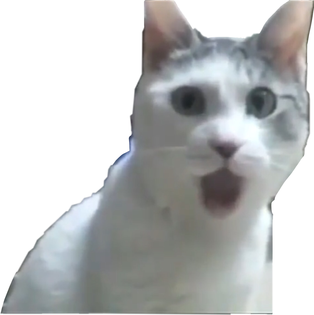 Meme de Gato Sorprendido Fondos de pantalla