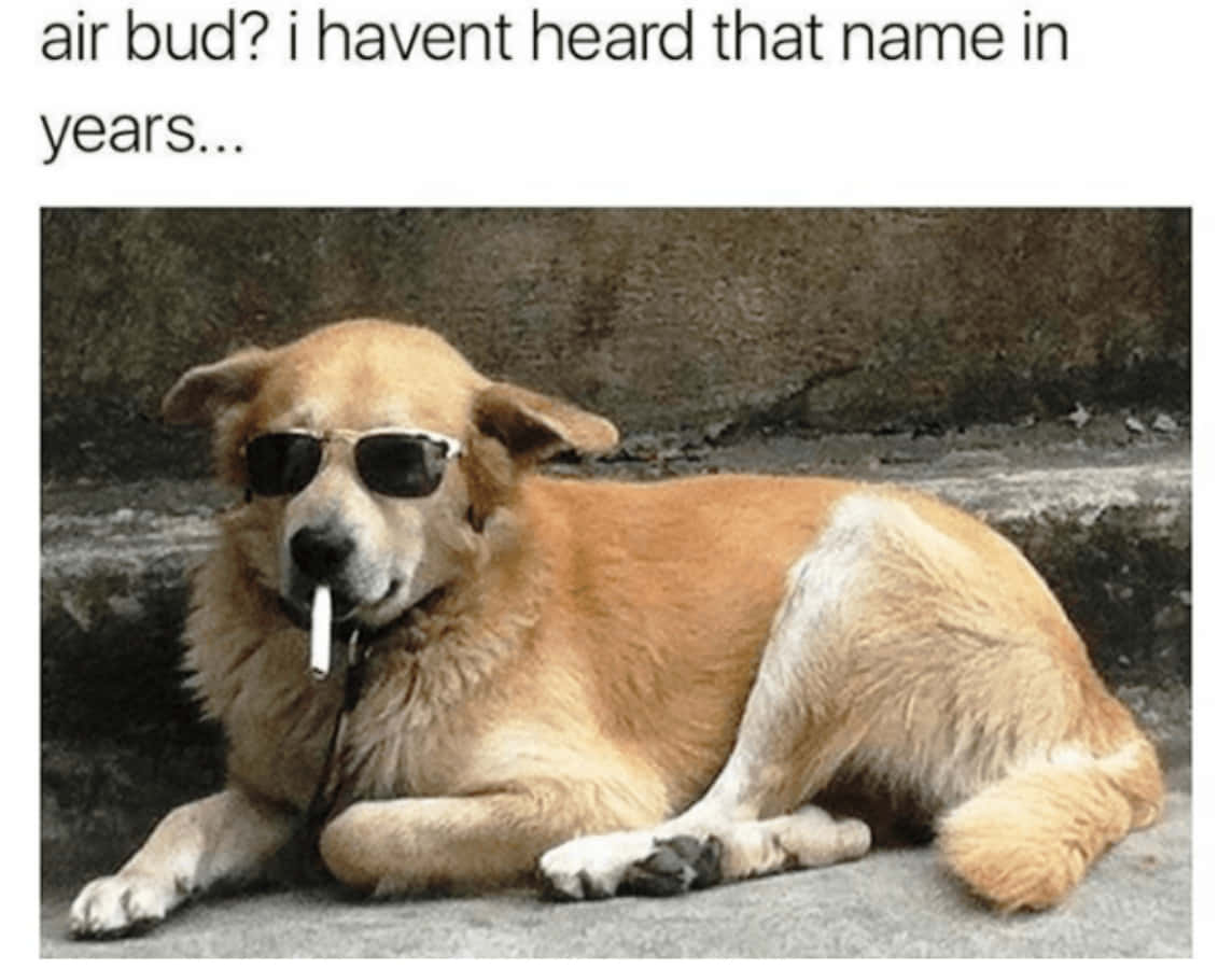 Imágenes de memes de perros