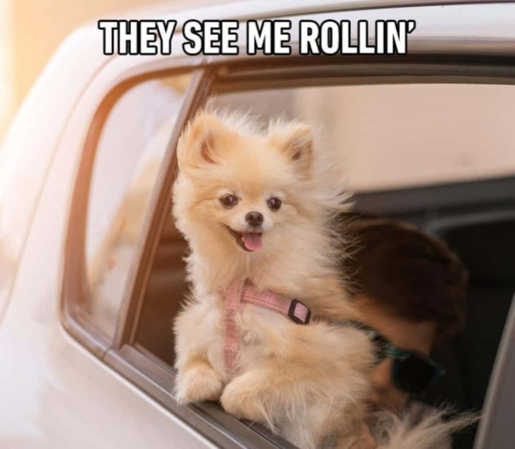 Meme de Perro en el Auto Fondos de pantalla