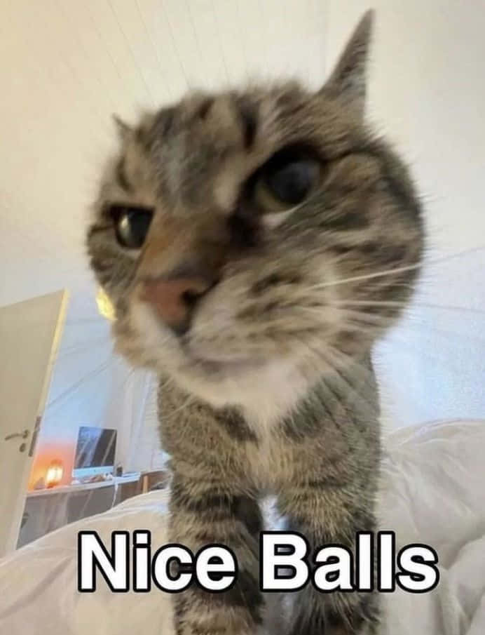 Meme divertido de gato con texto 'Nice Balls' Fondos de pantalla