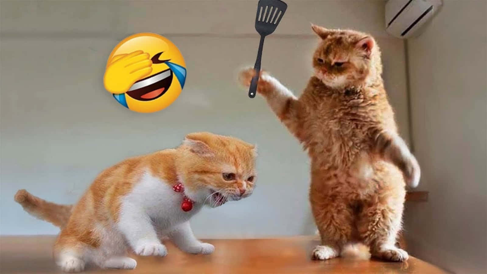 Meme divertido de gato peleando con emojis Fondos de pantalla