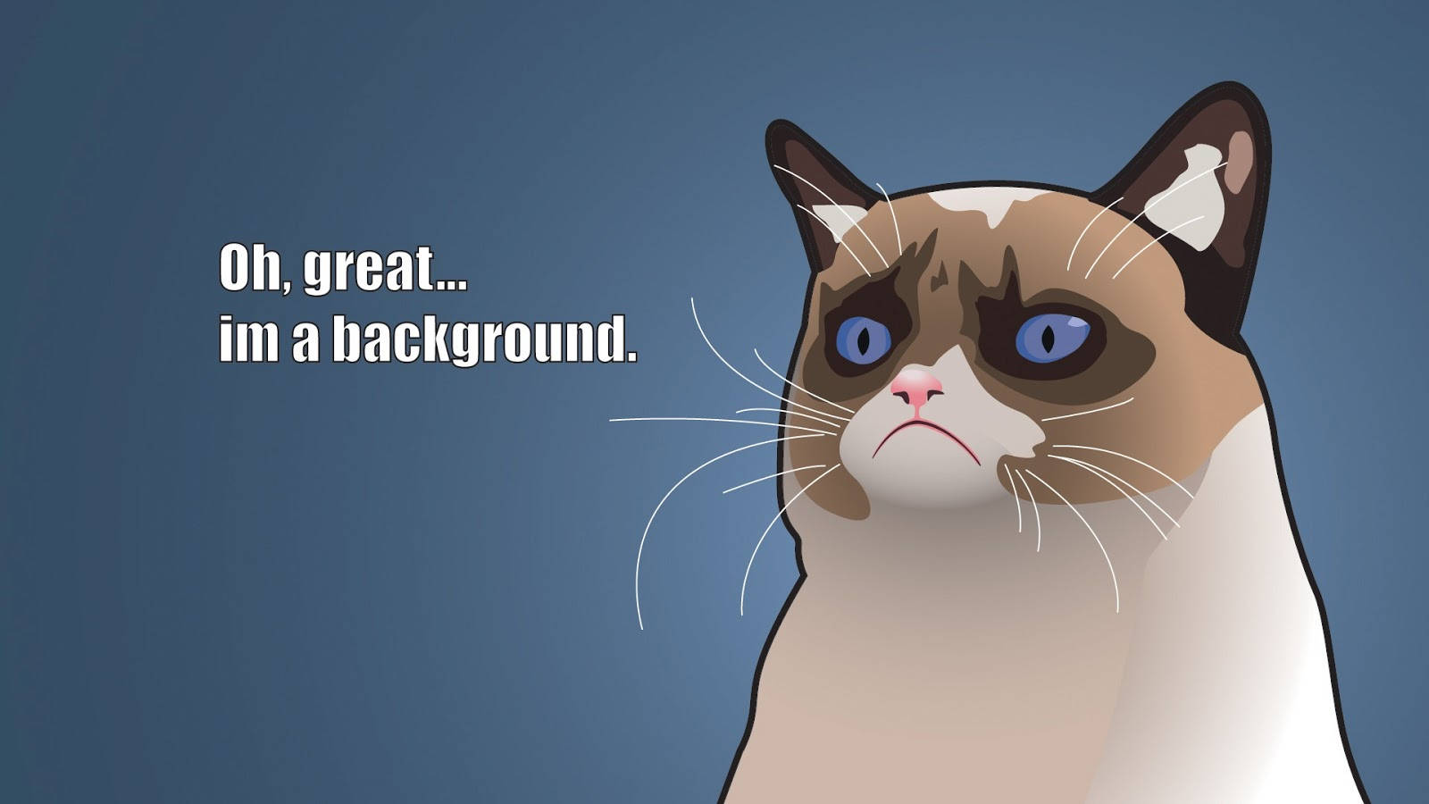 Meme Divertido de Gato Siamés de Caricatura Fondos de pantalla