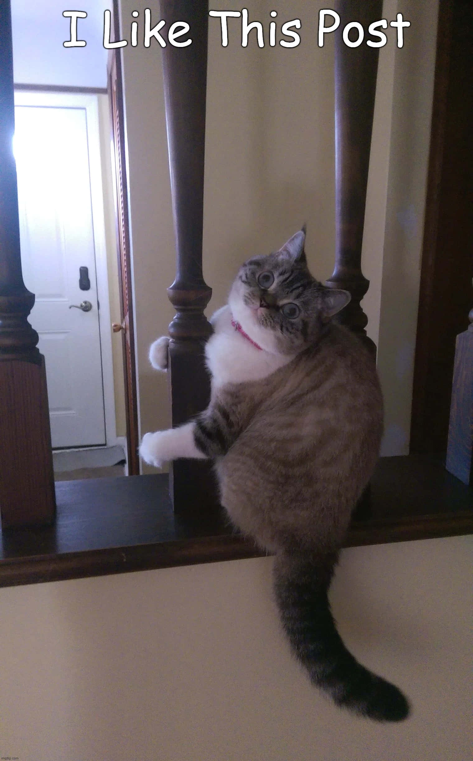 Memes de gatos graciosos: Gato gordo en foto de publicación Fondos de pantalla