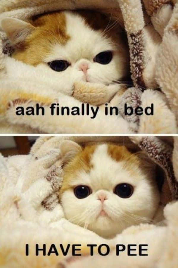 Memes divertidos de un gato lindo en la cama Fondos de pantalla