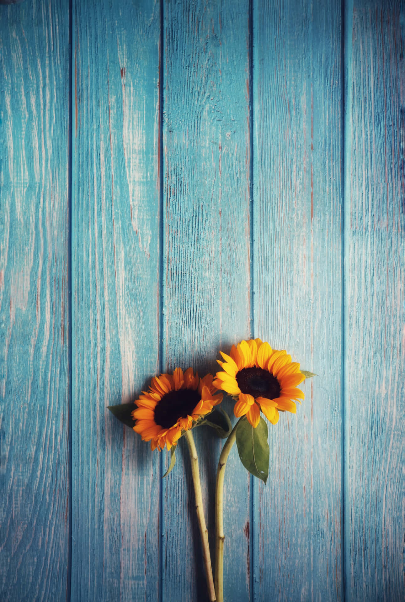 Teléfono con girasoles — Girasol Fondos de pantalla