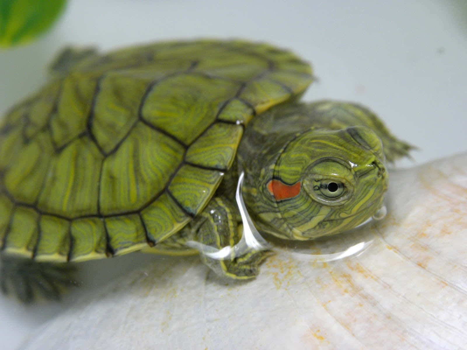 ¡Mira esta adorable tortuga! Fondos de pantalla