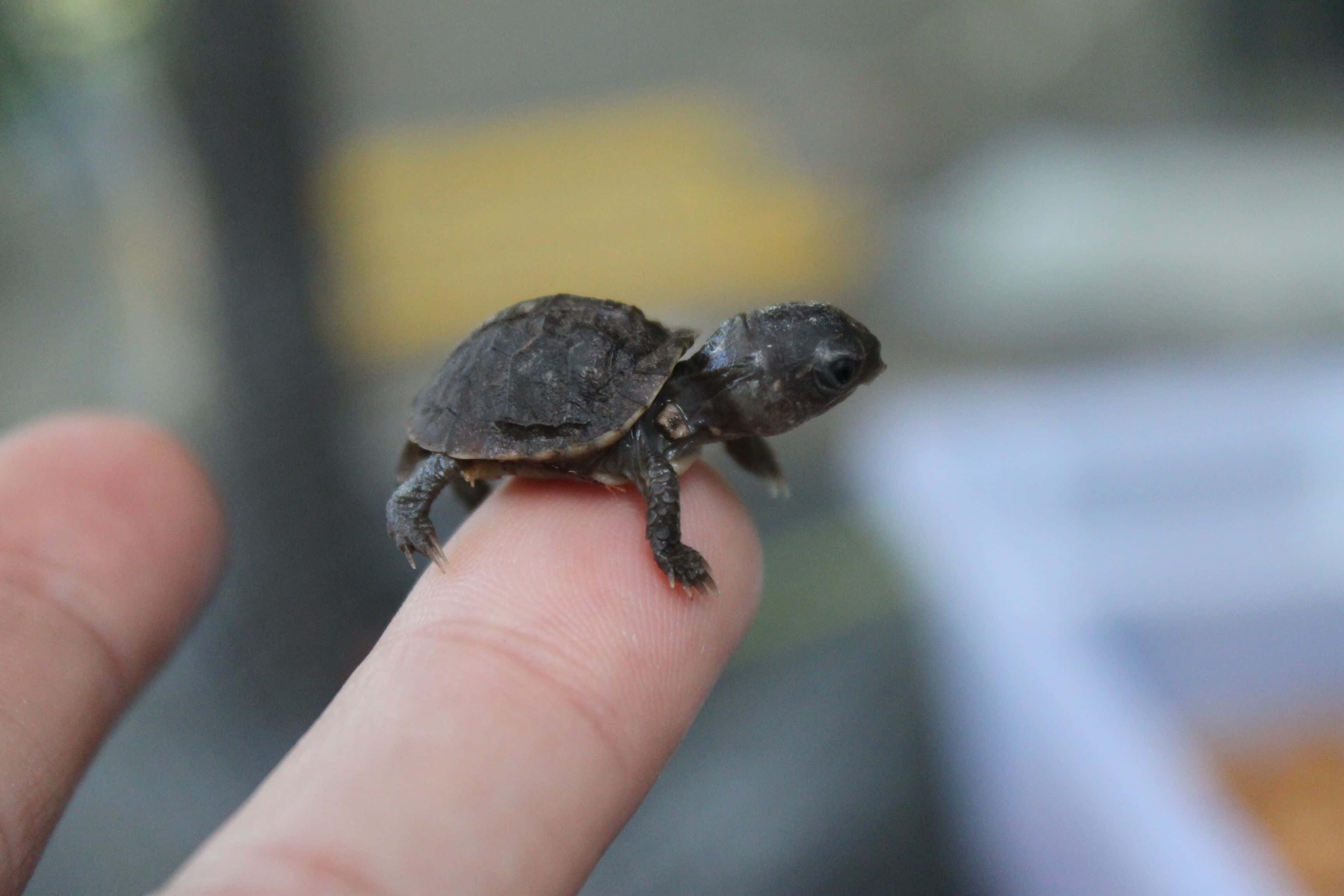 ¡Mira esta adorable tortuguita! Fondos de pantalla