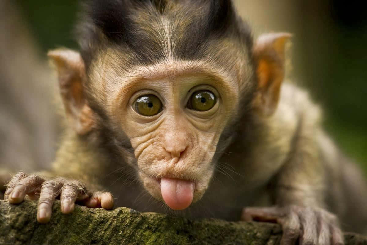 ¡Mira este adorable mono lindo! Fondos de pantalla