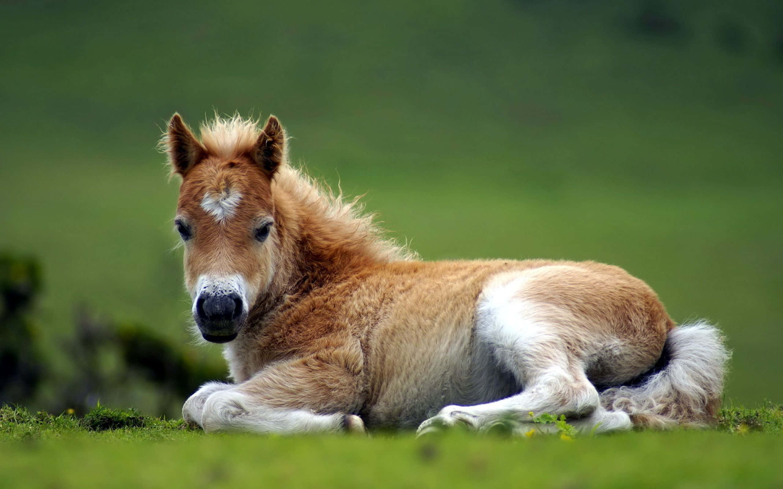 ¡Mira este adorable caballo! Fondos de pantalla