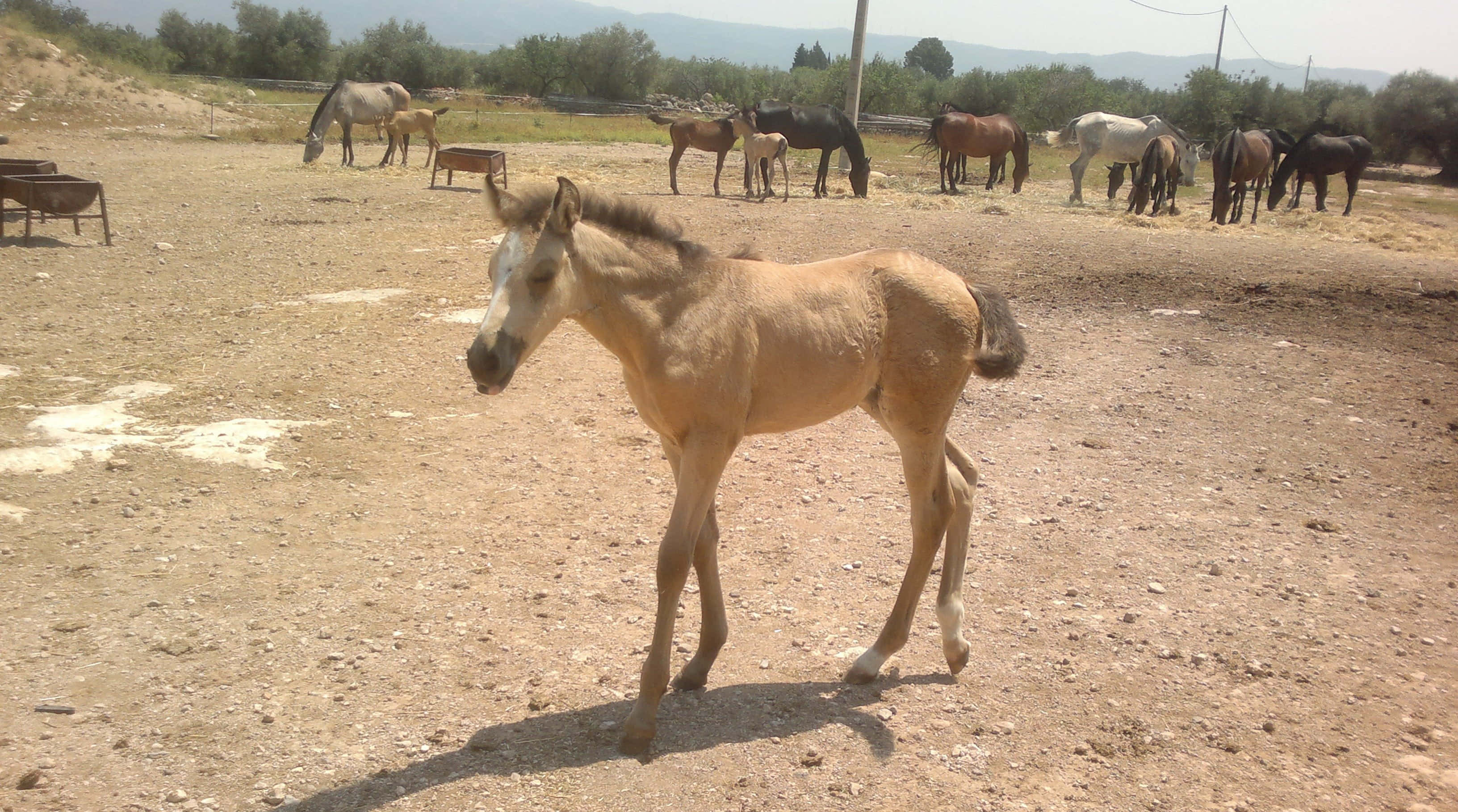 ¡Mira este adorable caballo trotando por el prado! Fondos de pantalla