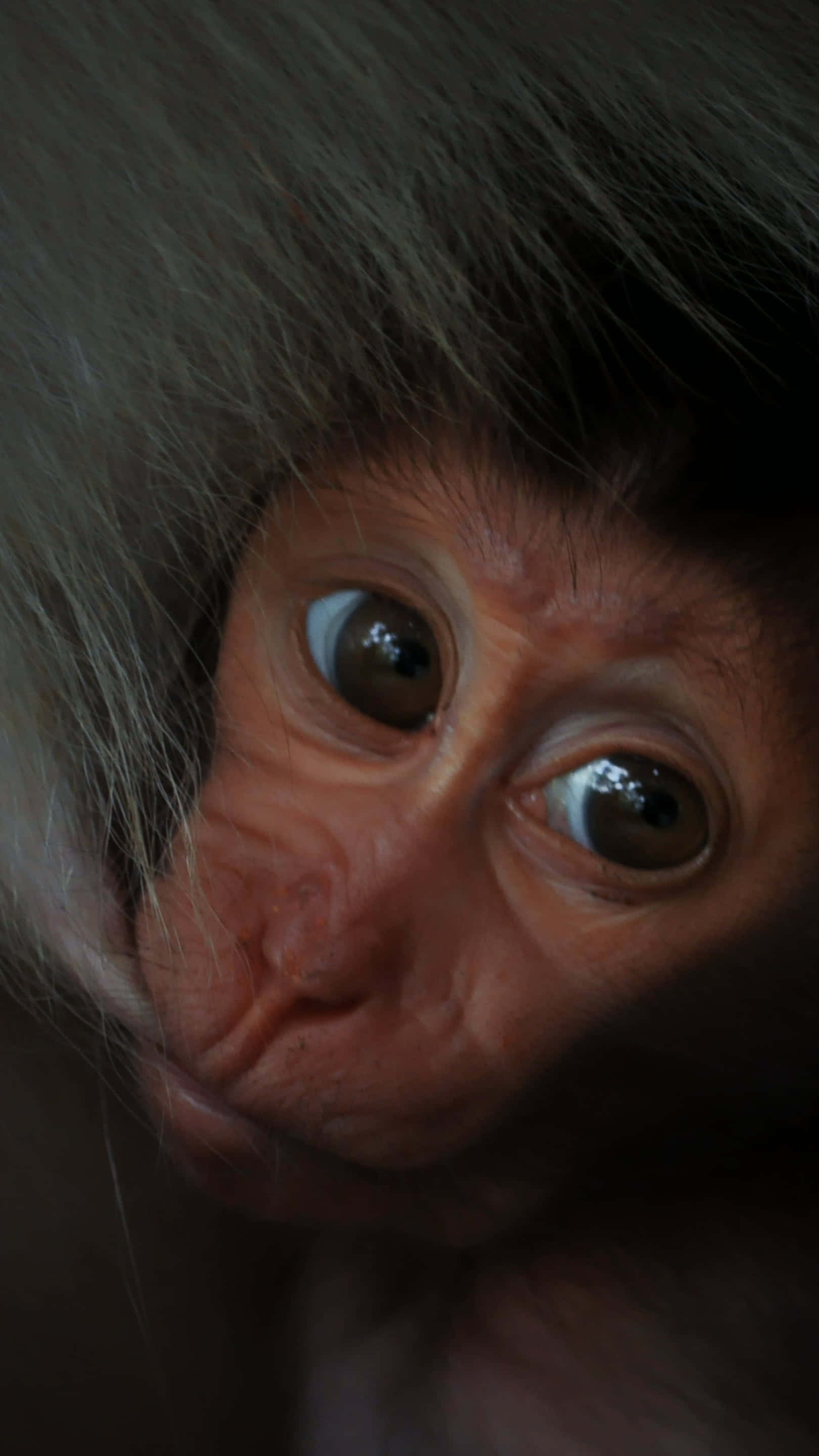 ¡Mira este adorable mono! Fondos de pantalla