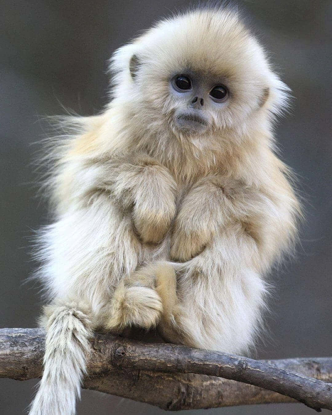 Mira este adorable mono Fondos de pantalla
