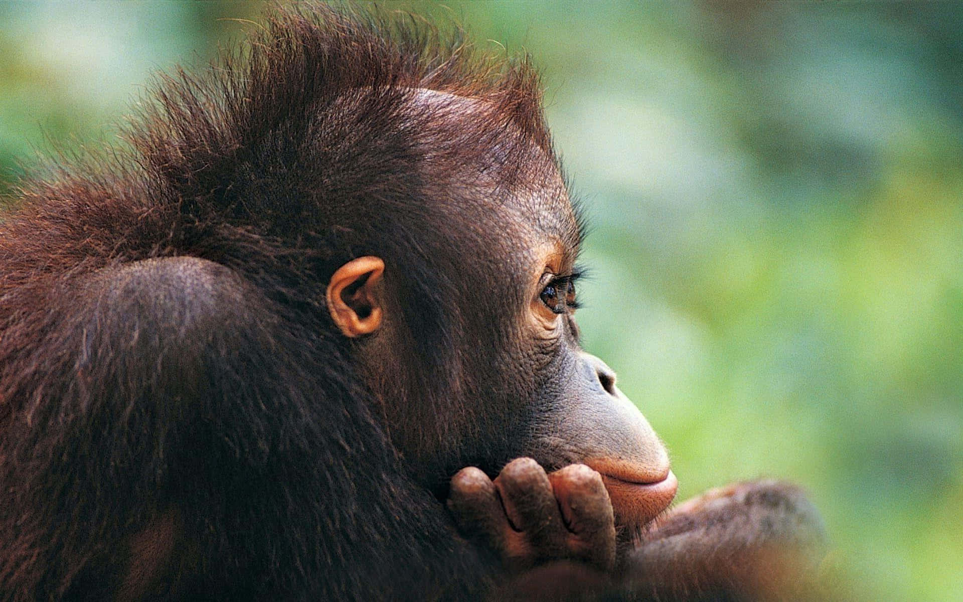 ¡Mira este adorable mono! Fondos de pantalla