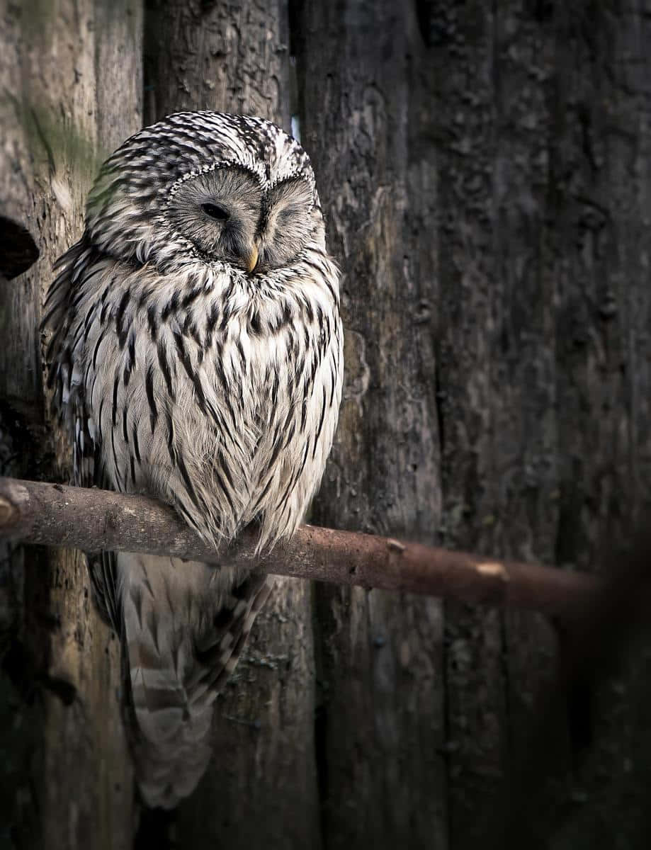 ¡Mira este búho tan adorable! Fondos de pantalla